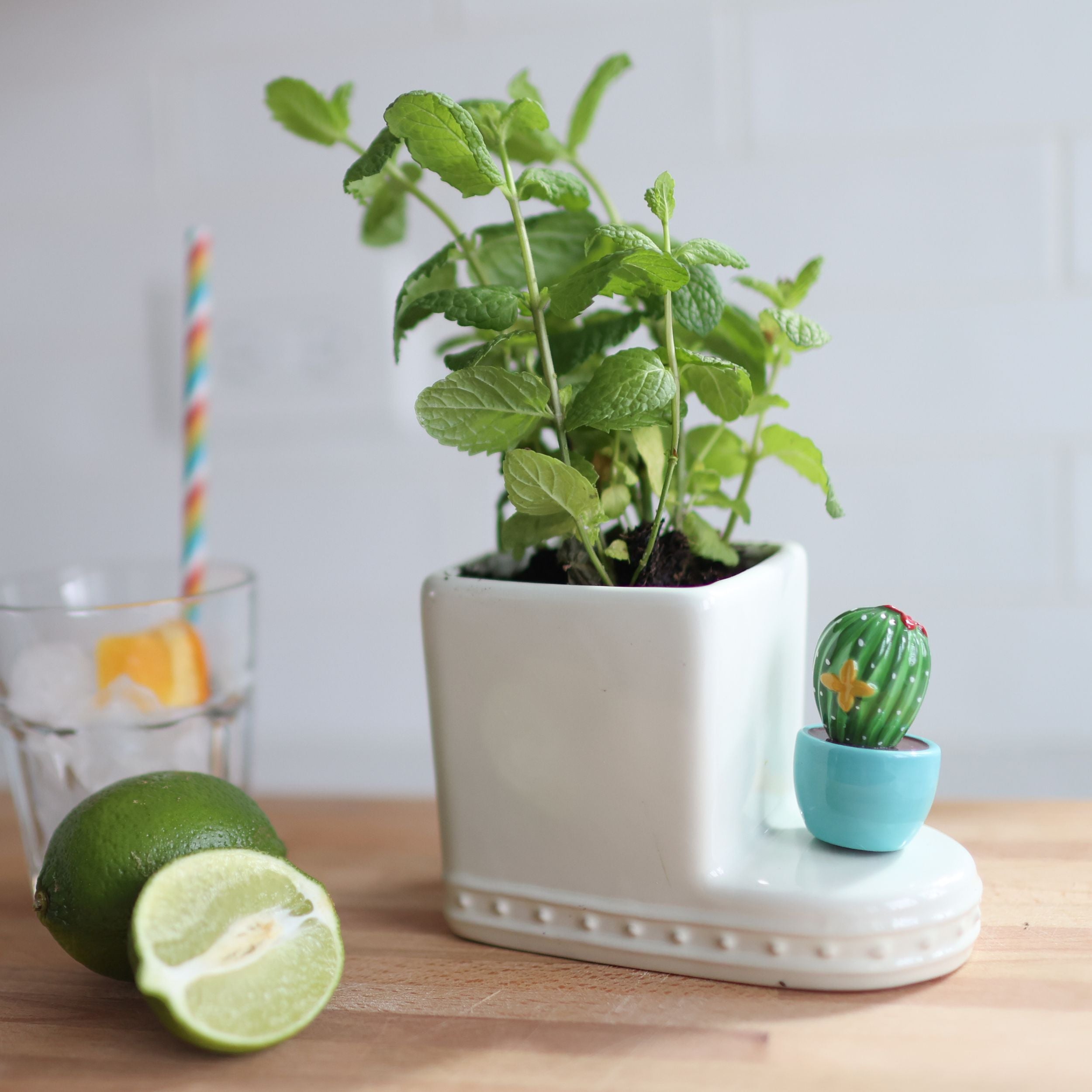 Can't Touch This Cactus